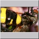 Mellinus arvensis - Kotwespe w26b mit Tanzfliege beim Laehmungsstich - OS-Hollage.jpg